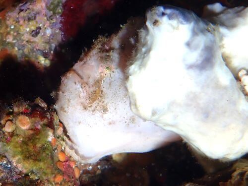 ベニカエルアンコウ＠東伊豆・八幡野｜ダイビングショップアリエス