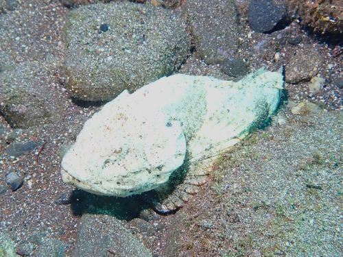 サツマカサゴ＠井田生物図鑑（西伊豆）｜ダイビングショップアリエス