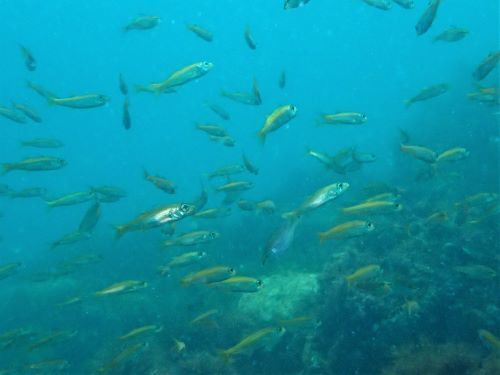 ムツの幼魚・東伊豆富戸｜ダイビングショップアリエス