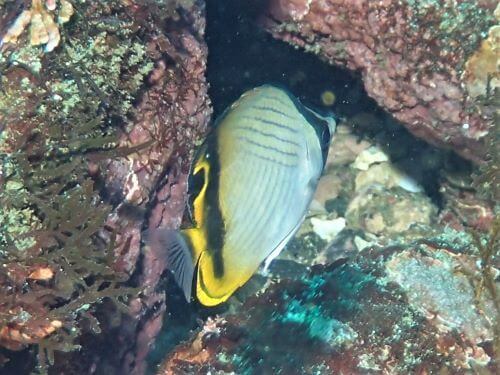 フウライチョウチョウオの幼魚・東伊豆八幡野｜ダイビングショップアリエス