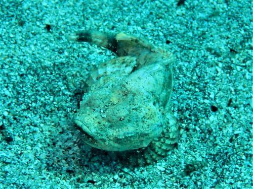 サツマカサゴの幼魚・東伊豆富戸｜ダイビングショップアリエス