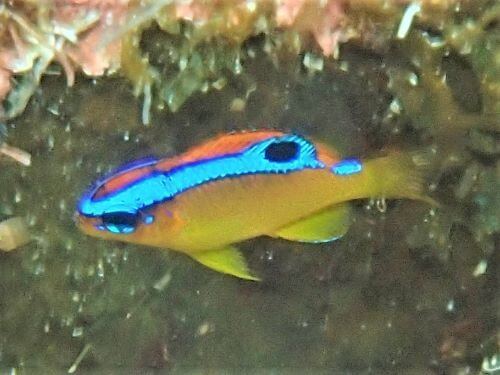 ミヤコキセンスズメダイの幼魚＠高知県・柏島｜ダイビングショップアリエス