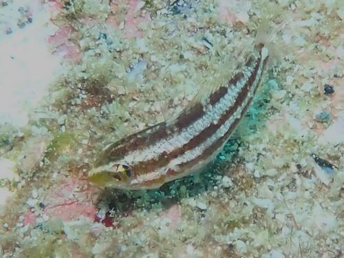 ナンヨウブダイの幼魚＠柏島生物図鑑（高知県）｜ダイビングショップアリエス