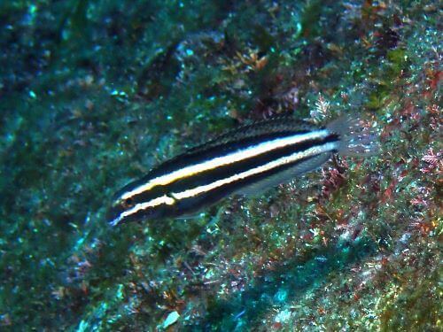 ブダイの仲間？＠赤沢生物図鑑（東伊豆）｜ダイビングショップアリエス