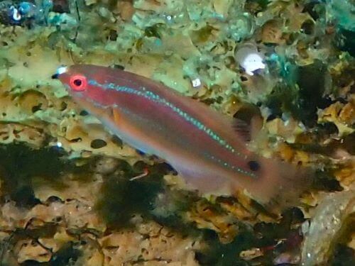 イトヒキベラの幼魚＠大瀬崎生物図鑑（西伊豆）｜ダイビングショップアリエス