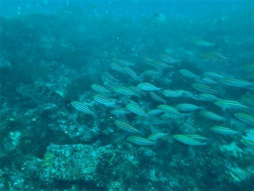 小さなクエが大きなイサキを引き連れる・東伊豆伊豆海洋公園（IOP)｜ダイビングショップアリエス