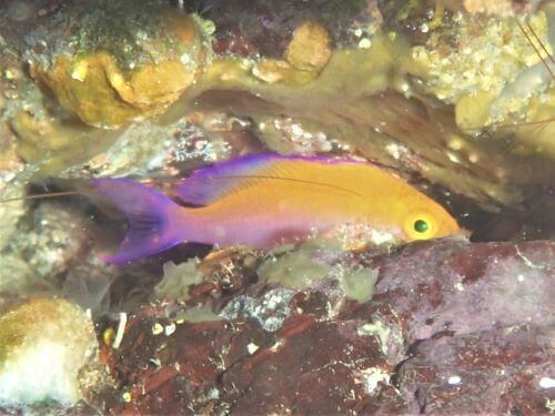 フタイロハナゴイの幼魚・東伊豆富戸｜ダイビングショップアリエス