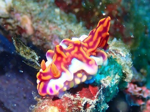 ミアミラウミウシ＠小田原・江之浦｜ダイビングショップアリエス