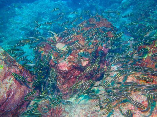 ゴンズイ＠江之浦生物図鑑（小田原）｜ダイビングショップアリエス