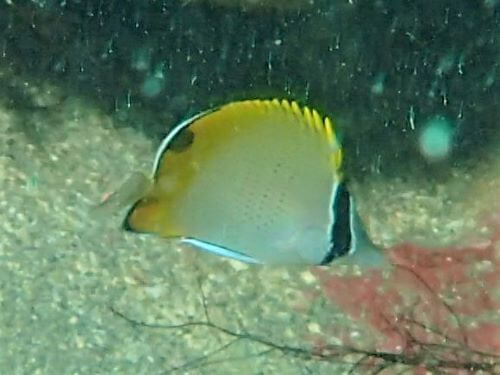 コクテンカタギの幼魚・東伊豆富戸｜ダイビングショップアリエス