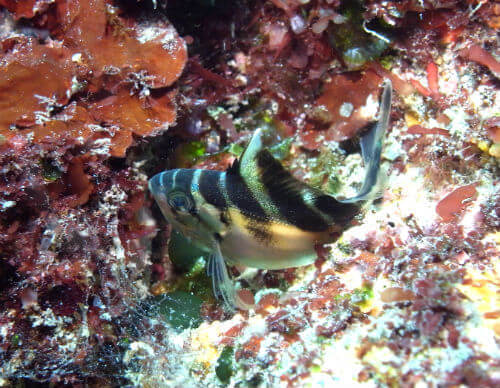 東伊豆富戸ダイビングツアーのユウダチタカノハの幼魚