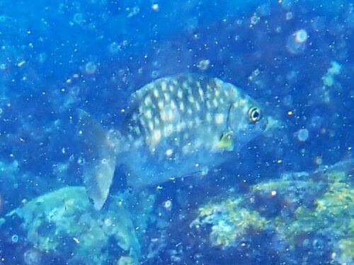 白点のあるイスズミ＠伊豆海洋公園（ＩＯＰ）生物図鑑｜ダイビングショップアリエス