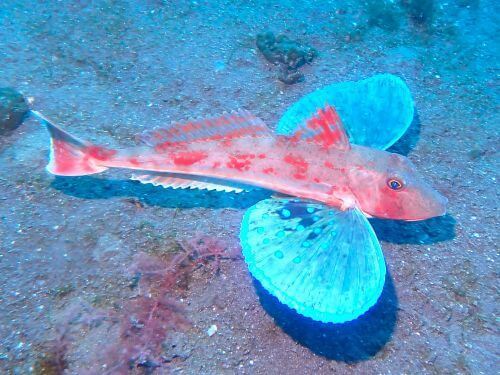 ホウボウ＠大瀬崎生物図鑑（西伊豆）｜ダイビングショップアリエス