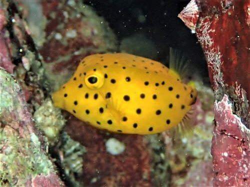 ハコフグの幼魚・東伊豆富戸｜ダイビングショップアリエス