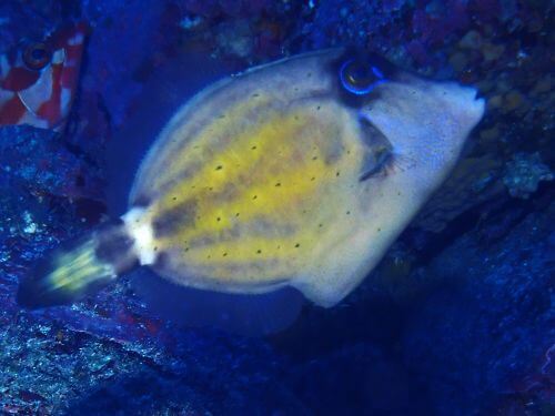 メガネウマヅラハギ＠伊豆海洋公園（IOP)生物図鑑｜ダイビングショップアリエス