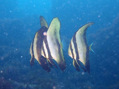 ナンヨウツバメウオの若魚＠富戸生物図鑑（東伊豆）｜ダイビングショップアリエス