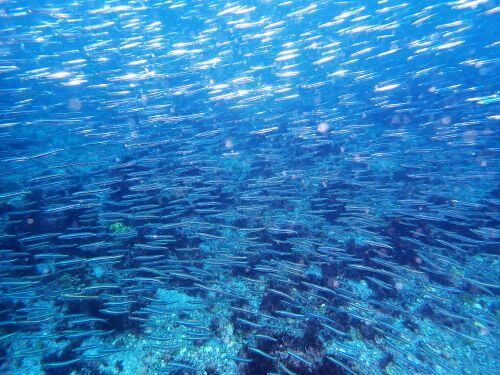 キビナゴの群れが凄かった＠東伊豆・富戸｜ダイビングショップアリエス