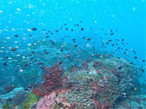 ミツボシクロスズメダイの後ろをドチザメが通る・千葉県伊戸｜ダイビングショップアリエス