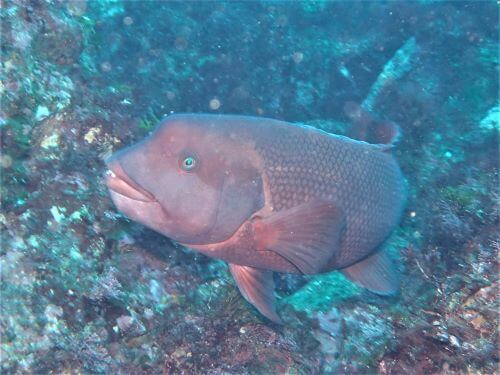 コブダイの若魚・東伊豆八幡野｜ダイビングショップアリエス