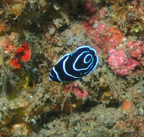 タテジマキンチャクダイの幼魚・東伊豆北川｜ダイビングショップアリエス