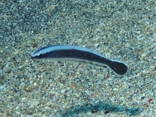 キツネアマダイの幼魚・東伊豆伊豆海洋公園（IOP)｜ダイビングショップアリエス