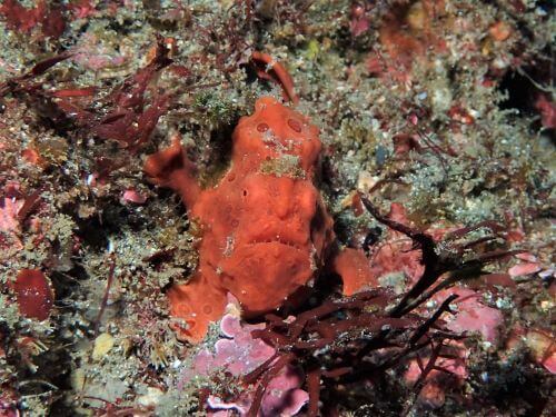 オオモンカエルアンコウの幼魚・千葉県西川名｜ダイビングショップアリエス