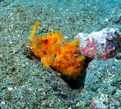 カエルアンコウ・西伊豆獅子浜｜ダイビングショップアリエス