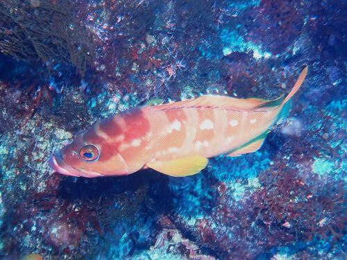 アカハタ＠伊豆海洋公園｜ダイビングショップアリエス