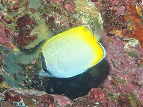 コクテンカタギ・伊豆海洋公園｜ダイビングショップアリエス