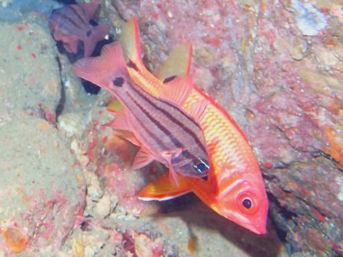 オオスジイシモチとスミツキカノコ＠西伊豆・田子｜ダイビングショップアリエス