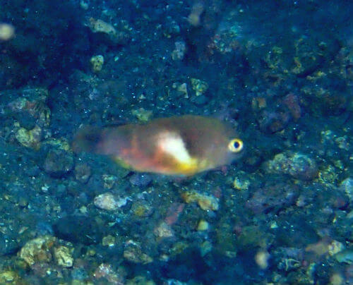 イラの幼魚・西伊豆獅子浜｜ダイビングショップアリエス