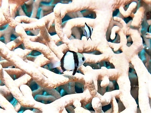 フタスジリュウキュウスズメダイの幼魚＠伊豆海洋公園生物図鑑（IOP）|ダイビングショップアリエス