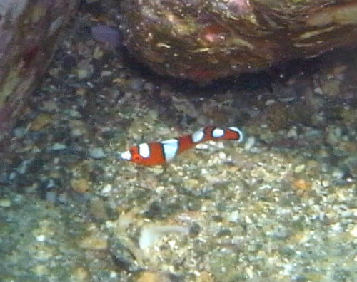 西伊豆のダイビングポイント黄金崎のツユベラの幼魚