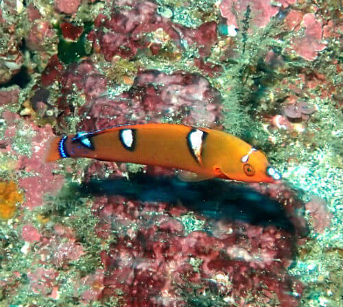 ツユベラの幼魚・東伊豆伊豆海洋公園｜ダイビングショップアリエス