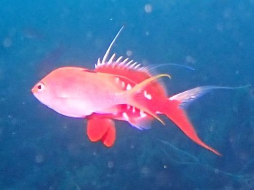 婚姻色のサクラダ＠大瀬崎生物図鑑（西伊豆）｜ダイビングショップアリエス