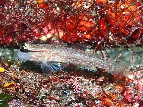 クツワハゼの幼魚＠大瀬崎生物図鑑（西伊豆）｜ダイビングショップアリエス