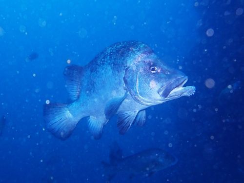 ヒゲダイ＠西川名フォトギャラリー（千葉県）｜ダイビングショップアリエス