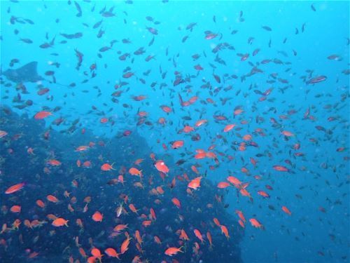 キンギョハナダイのメス・東伊豆伊豆海洋公園（IOP）｜ダイビングショップアリエス