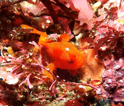 イロカエルアンコウの幼魚・東伊豆北川｜ダイビングショップアリエス