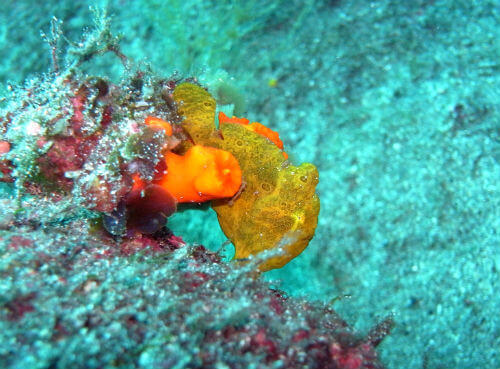 オオモンカエルアンコウの幼魚・西伊豆井田｜ダイビングショップアリエス