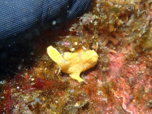 イロカエルアンコウの幼魚＠江之浦生物図鑑（小田原）｜ダイビングショップアリエス