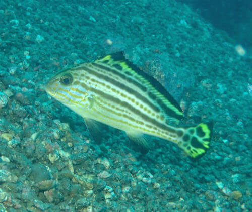 コロダイの若魚・西伊豆獅子浜｜ダイビングショップアリエス