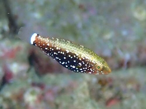 ブチブダイの幼魚＠柏島生物図鑑（高知県）｜ダイビングショップアリエス