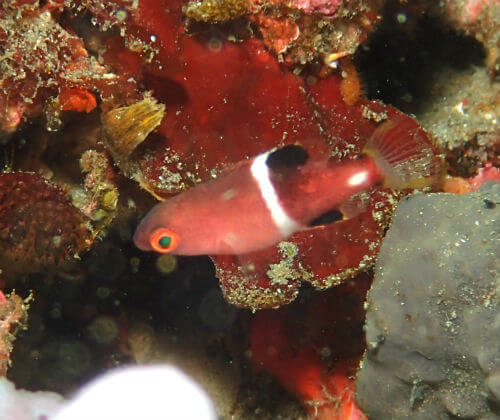 タキベラの幼魚・東伊豆北川｜ダイビングショップアリエス