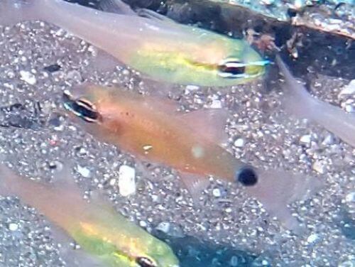 コンゴウテンジクダイ＠大瀬崎生物図鑑（西伊豆）｜ダイビングショップアリエス