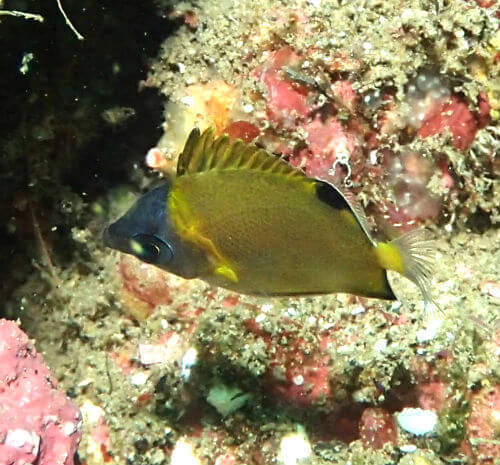 シラコダイの幼魚・東伊豆北川｜ダイビングショップアリエス