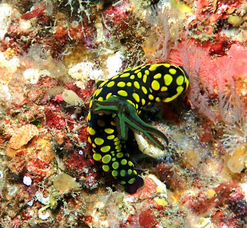 サガミリュウグウウミウシ・東伊豆北川｜ダイビングショップアリエス