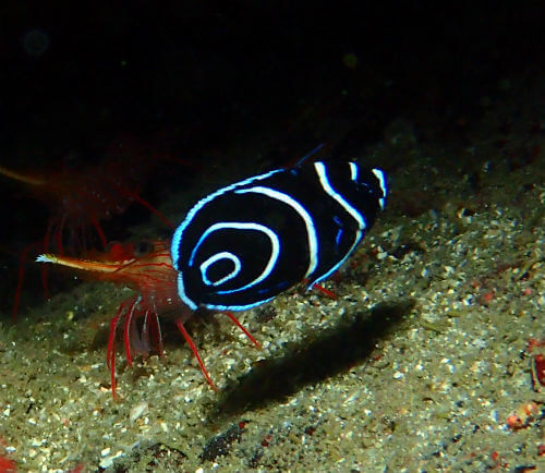 タテジマキンチャクダイの幼魚・東伊豆富戸｜ダイビングショップアリエス