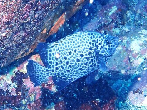 イシガキダイの若魚＠東伊豆・富戸｜ダイビングショップアリエス
