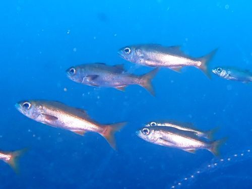 ムツ＠東伊豆・赤沢｜ダイビングショップアリエス